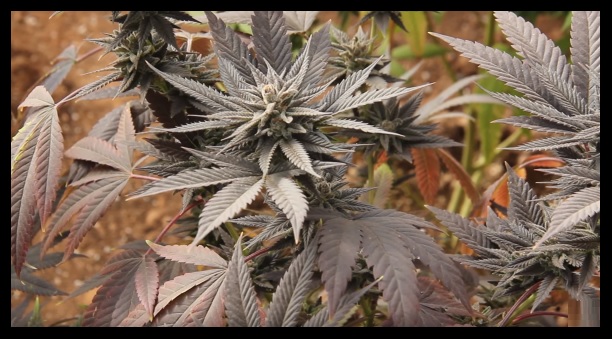 hojas de marihuana de colores